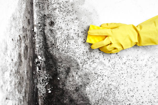 Best Mold Removal Process  in Mount Gilead, OH