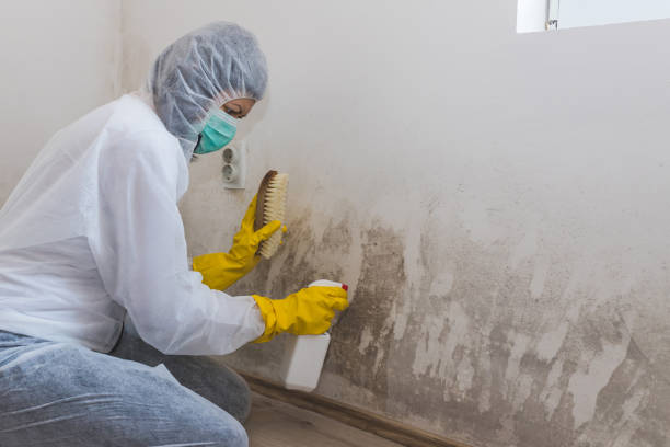 Best Residential Mold Removal  in Mount Gilead, OH