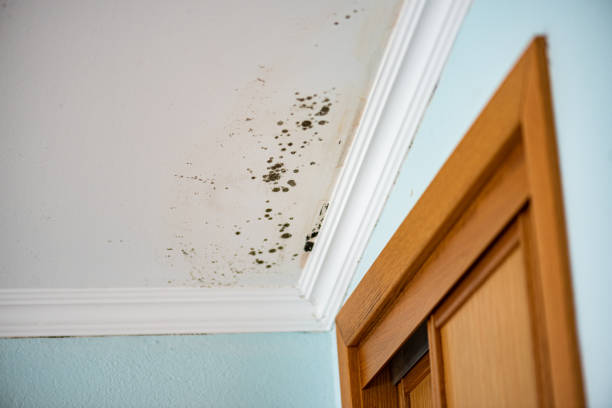 Best Mold Removal Near Me  in Mount Gilead, OH