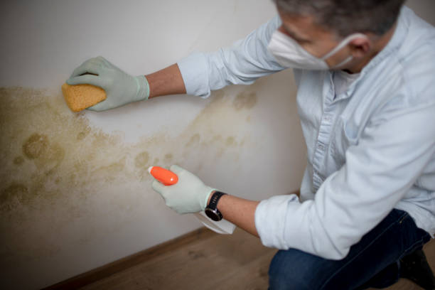 Best Office Mold Removal Services  in Mount Gilead, OH