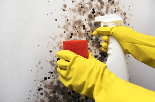 Best Home Mold Removal  in Mount Gilead, OH