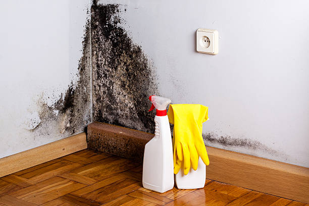 Best Crawl Space Mold Removal  in Mount Gilead, OH