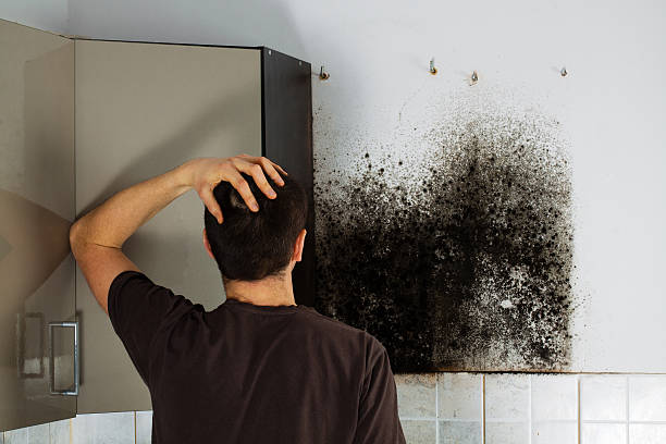 Mount Gilead, OH Mold Removal Company