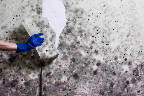 Mold Removal Process in Mount Gilead, OH