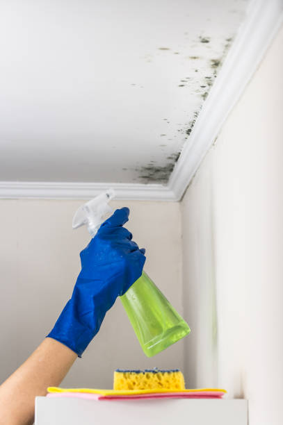 Best Toxic Mold Removal  in Mount Gilead, OH